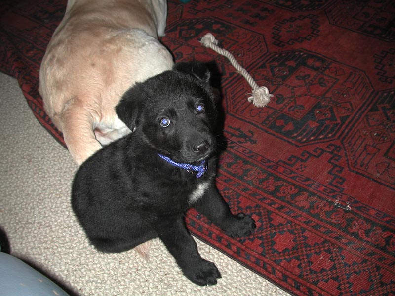 Puppy A1.jpg 104.1K